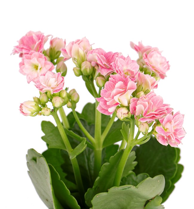 Mini Helen Serisi Kalanchoe Tasarım - Azur Mavi