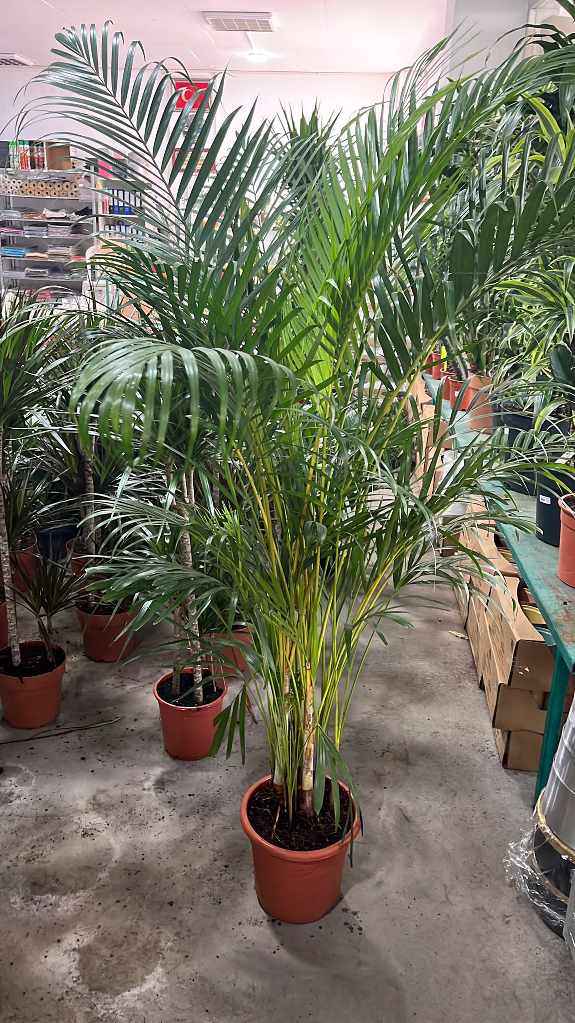 areca palmiye