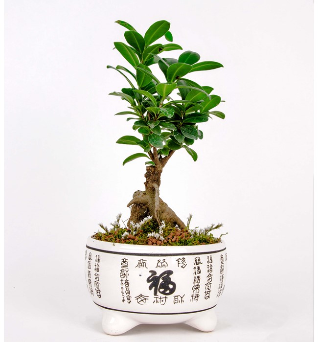 Bonsai 