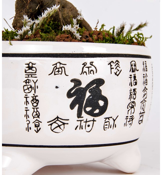 Bonsai 