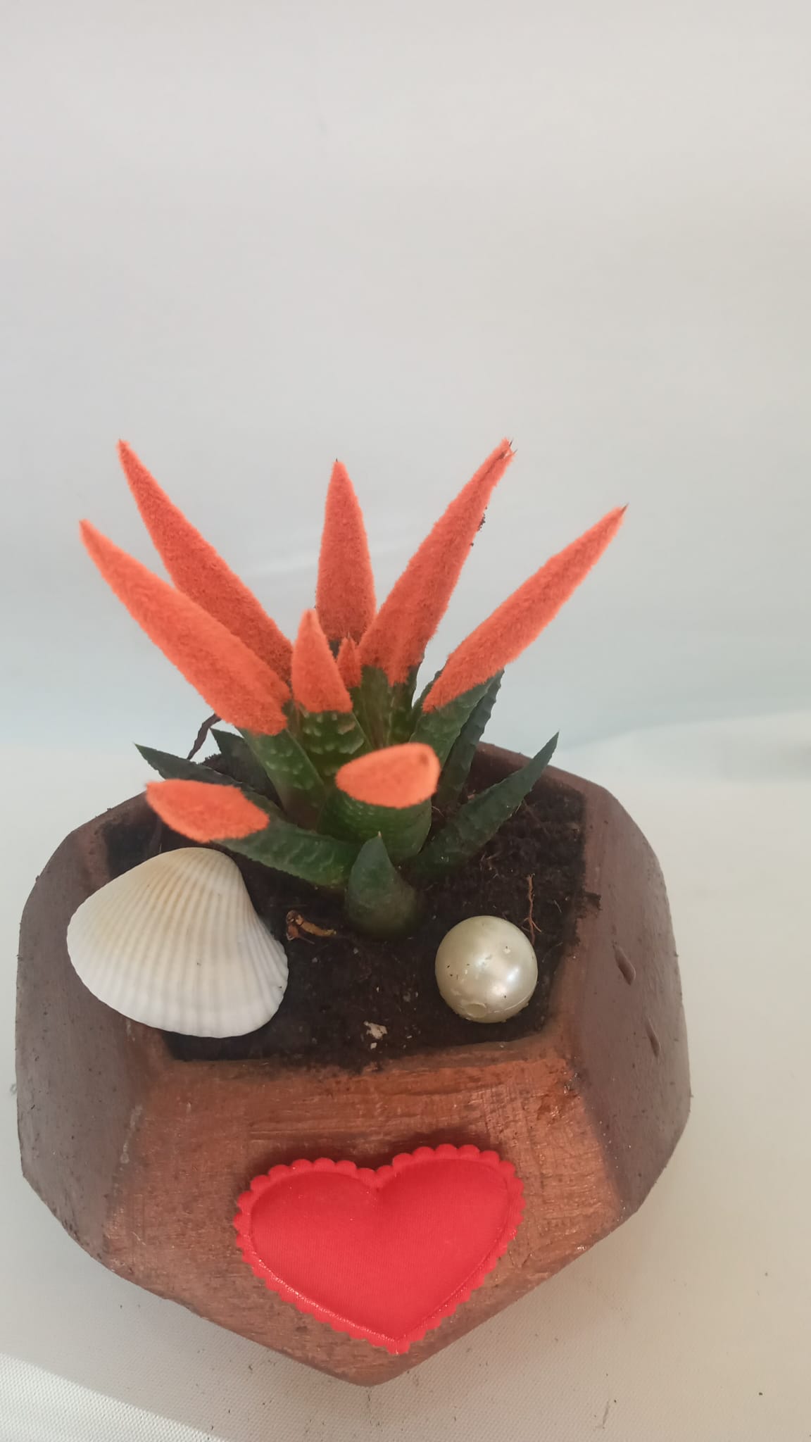 Sukulent / Haworthia