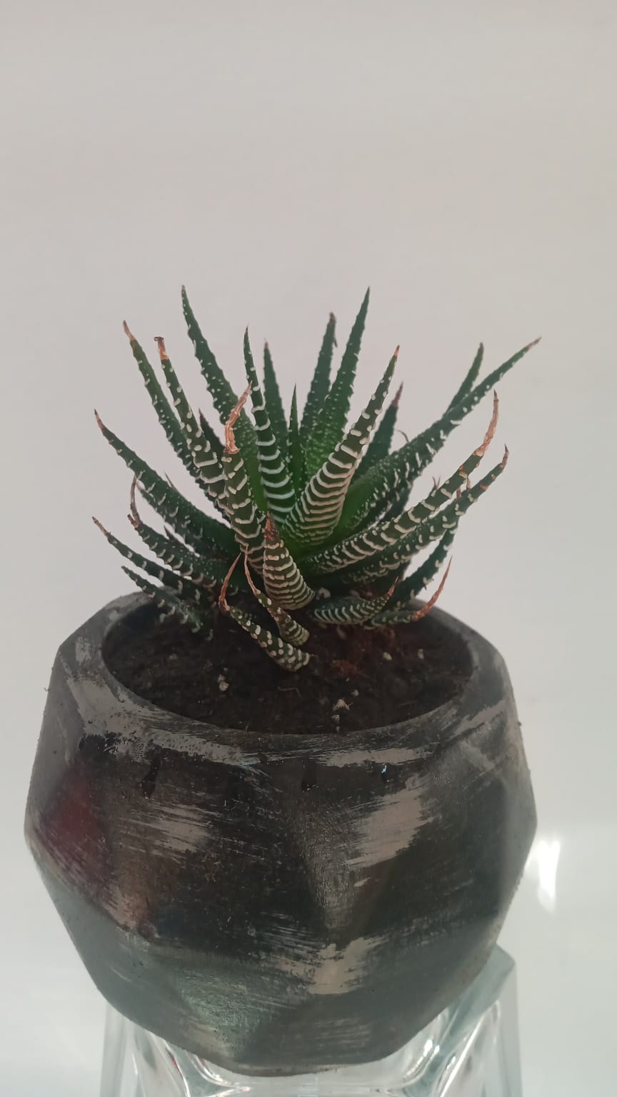 Sukulent / Haworthia