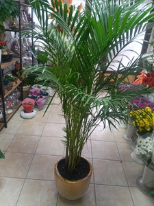 areca