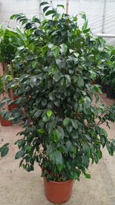 ficus benjamin