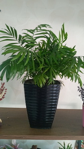 mini areca