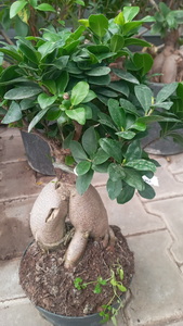 BONZAİ