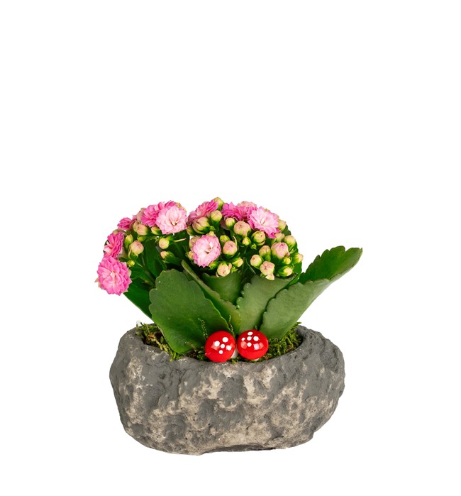 Mini Taş Serisi Kalanchoe Tasarım