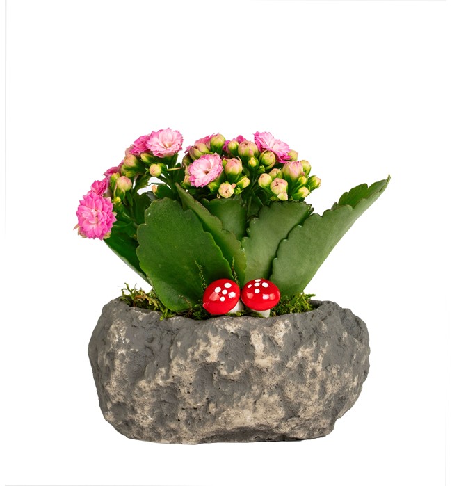 Mini Taş Serisi Kalanchoe Tasarım