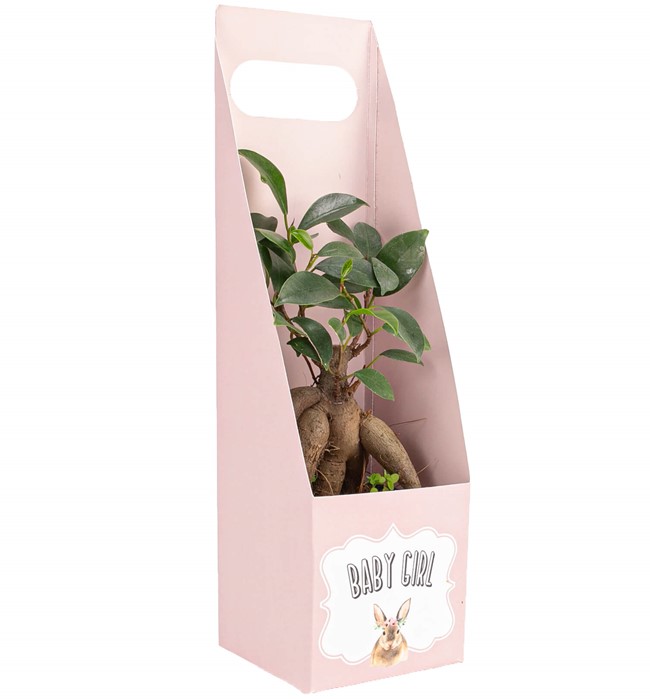 Baby Girl Serisi Mini Bonsai Tasarım