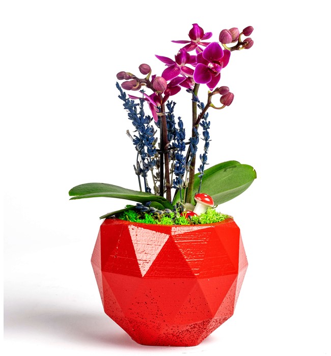 Geometrik Saksıda Mini Orkide Tasarım - Red