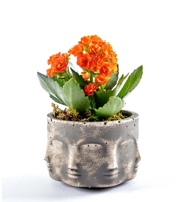  Kalanchoe Tasarım