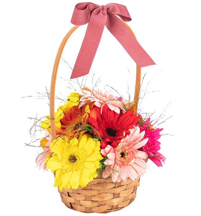  Gerbera Tasarım