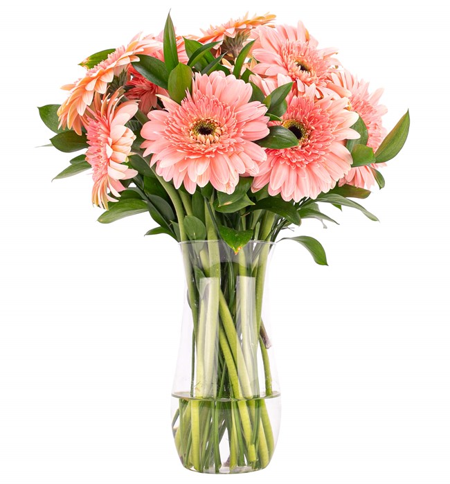 Ayıcıklı  Pembe Gerbera Aranjmanı