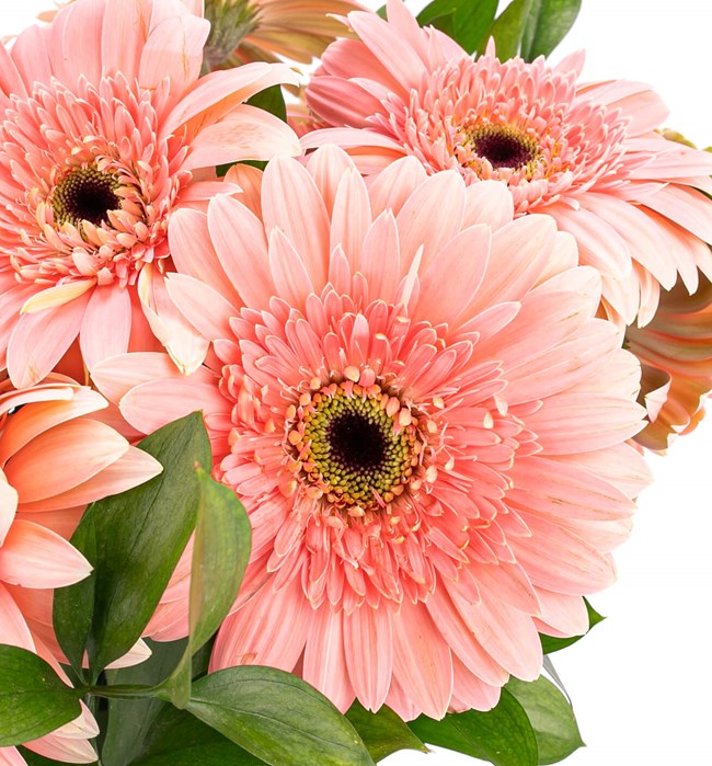 -Pembe Gerbera Aranjmanı